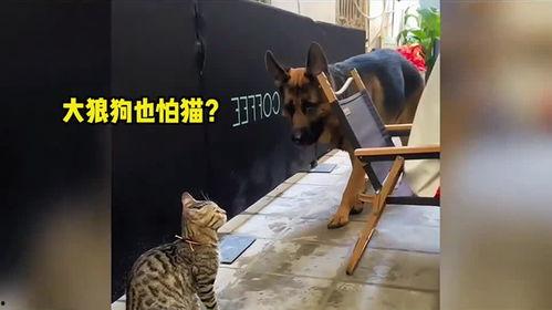 动物开心视频,动物开心视频集锦