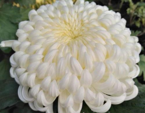 我想爆老公菊花,夫妻间的私密情趣——老公菊花篇